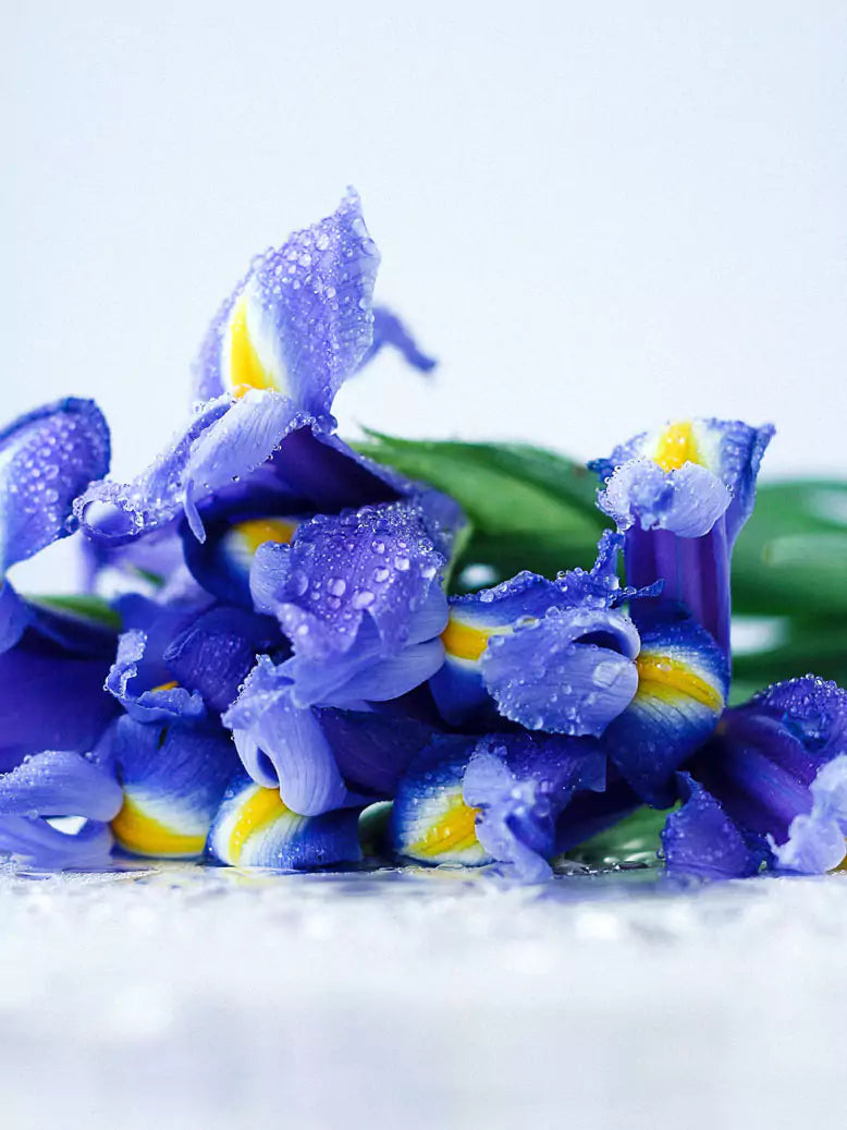 What Does Iris (Orris) Smell Like?