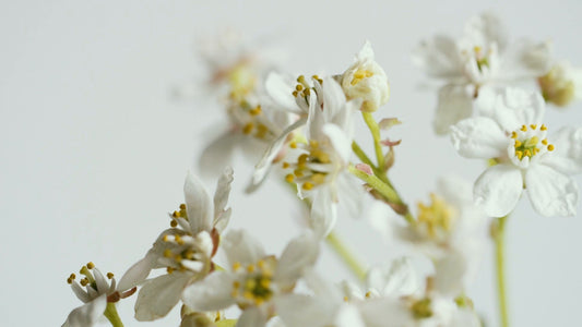 How to Build a Spring Scent Wardrobe (And Stop Relying on One Perfume)