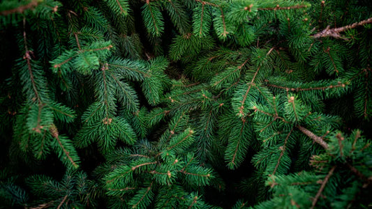 Four Perfume Ingredients Perfect For Christmas