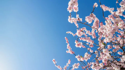Spring Is In The Air: The Smell of Spring