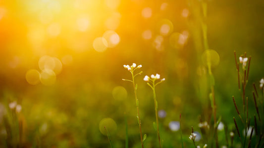 The Smell of Spring: Three fragrance notes that evoke springtime