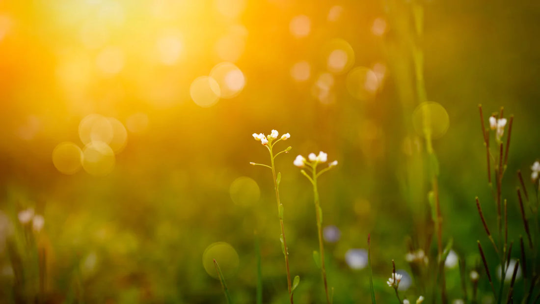 The Smell of Spring: Three fragrance notes that evoke springtime