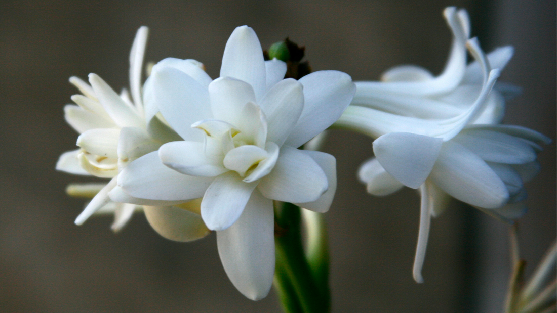 The 5 Most Fragrant Flowers in Perfumery