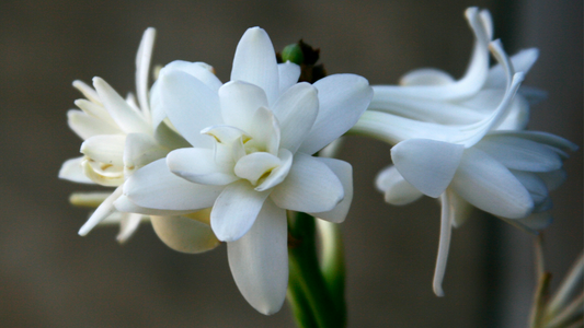 The 5 Most Fragrant Flowers in Perfumery