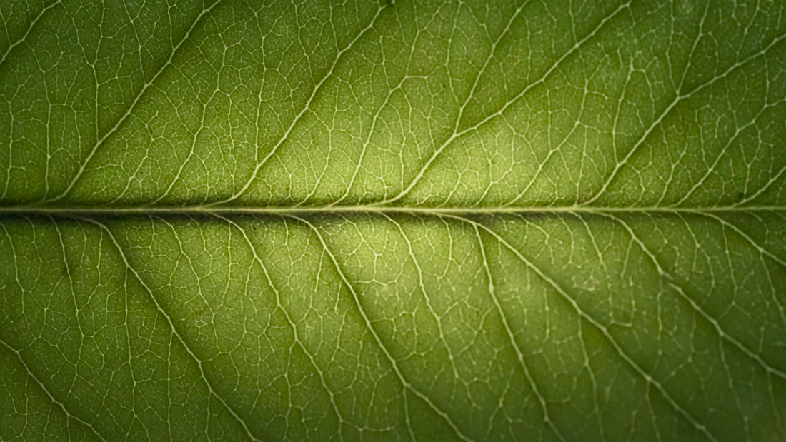 What Are Green Notes in Perfume