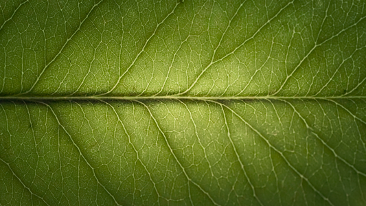 What Are Green Notes in Perfume