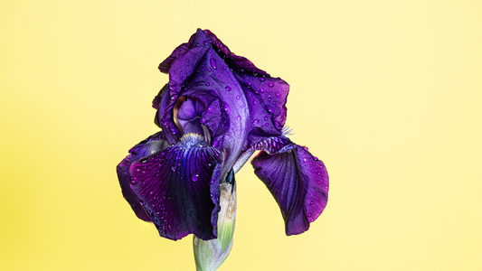 What Does Iris (Orris) Smell Like?