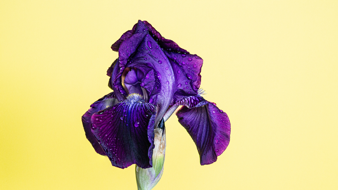 What Does Iris (Orris) Smell Like?