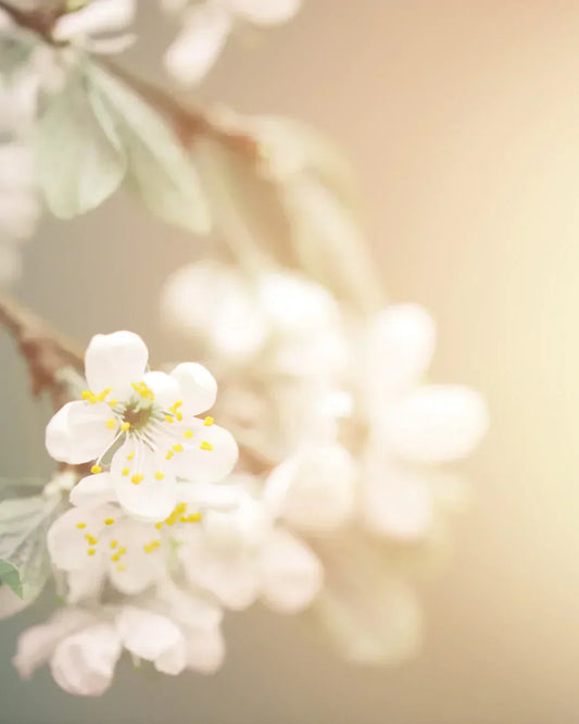 The best scents for spring