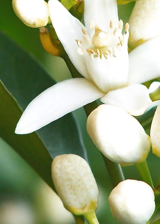 What does orange blossom smell like - and what’s the difference from Neroli?