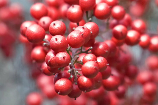 Pink peppercorns, the rosy berries behind pink pepper notes in perfume