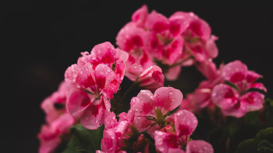 Rose petals and geranium leaves, two perfume ingredients that share their scent molecules