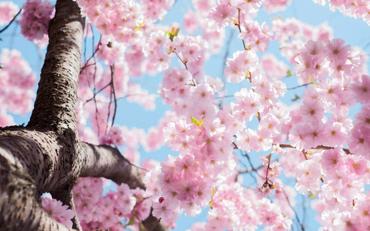 Three Things You May Not Know About The Flowers of Spring