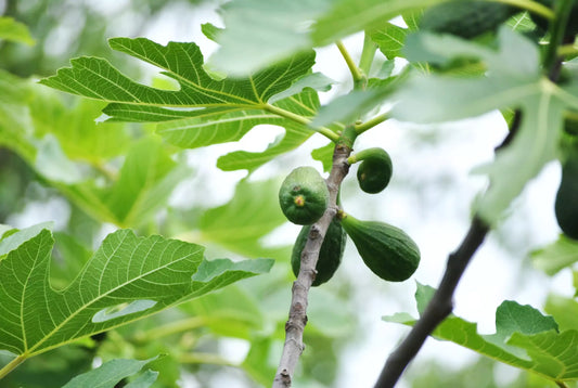 What Does Fig Smell Like?