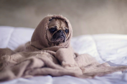 Finding a new signature scent when your favourite perfume is discontinued