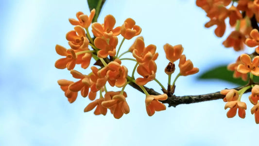 What Does Osmanthus Smell Like?