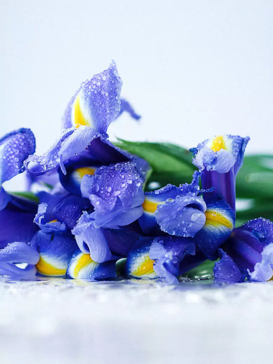 What Does Iris (Orris) Smell Like?