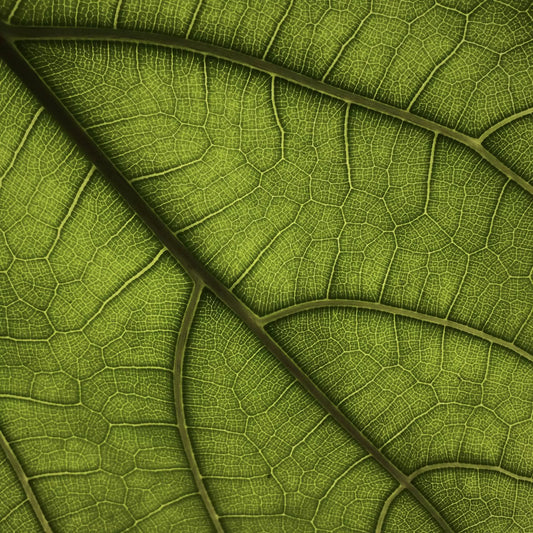 What are Green Notes in Perfumery?