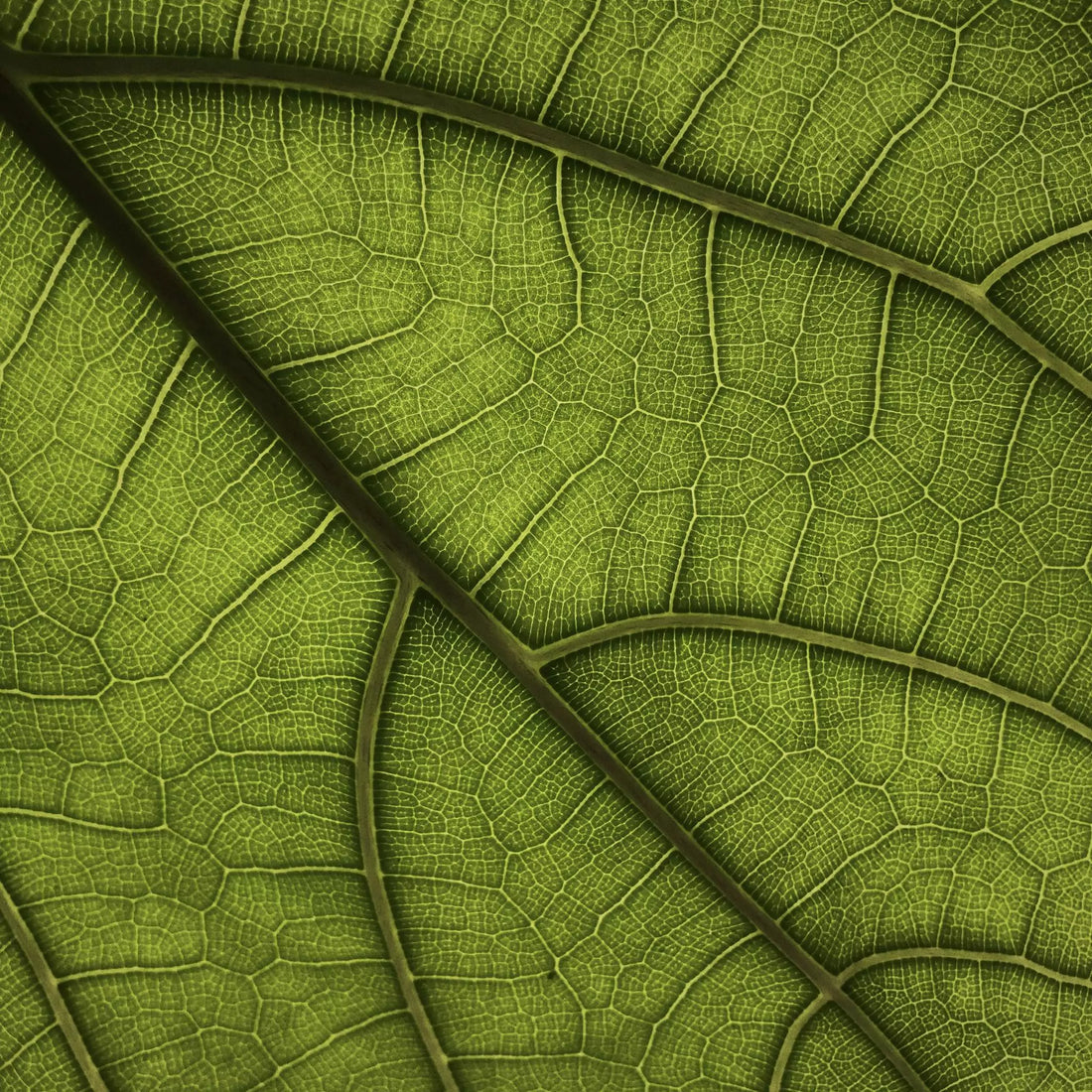 What are Green Notes in Perfumery?