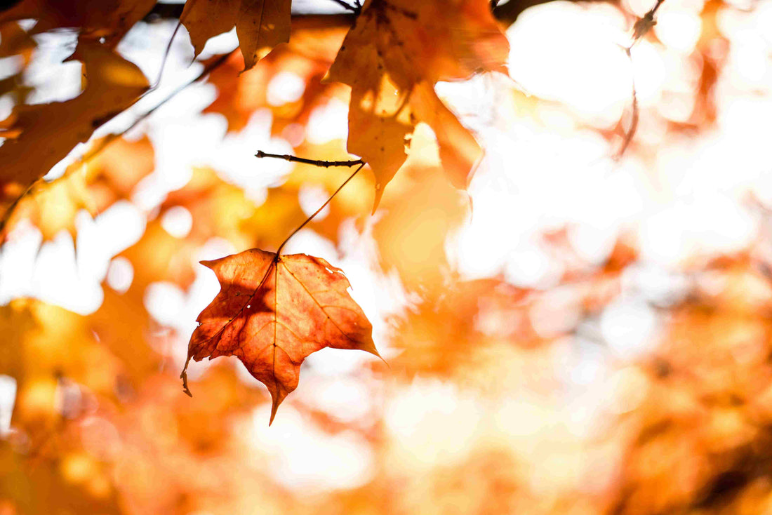 An Ode to Autumn: Captivating Fragrances Inspired by the Season