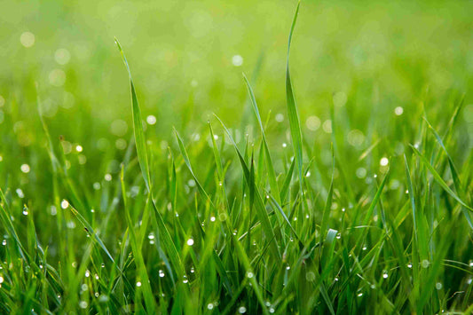 What Does Spring Smell Like? Cut Grass, Rain and Blossom
