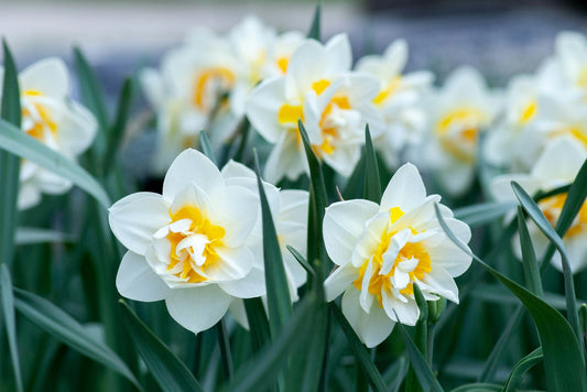 White and yellow daffodils in bloom in spring