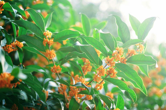 Clusters of small orange osmanthus flowers, Osmanthus fragrans, on a green branch