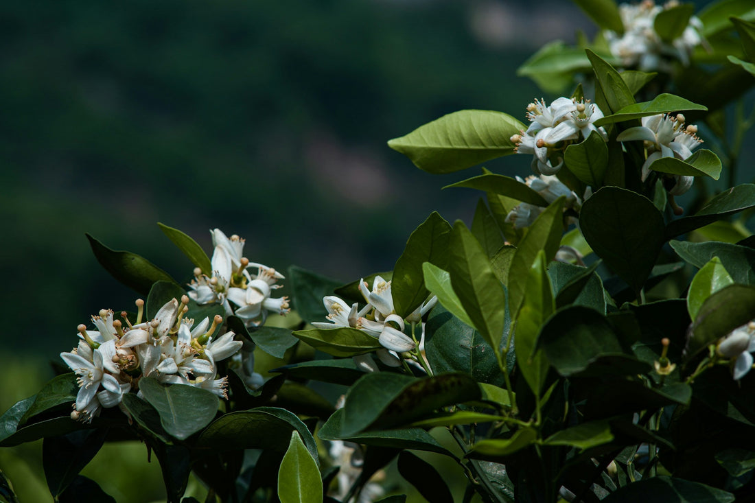 White blossoms of the bitter orange tree on a green branch, the flowers distilled for neroli