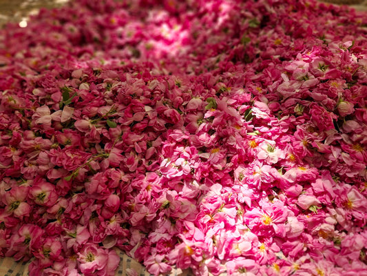What Does Rose Smell Like? The Many Scents of the Queen of Flowers
