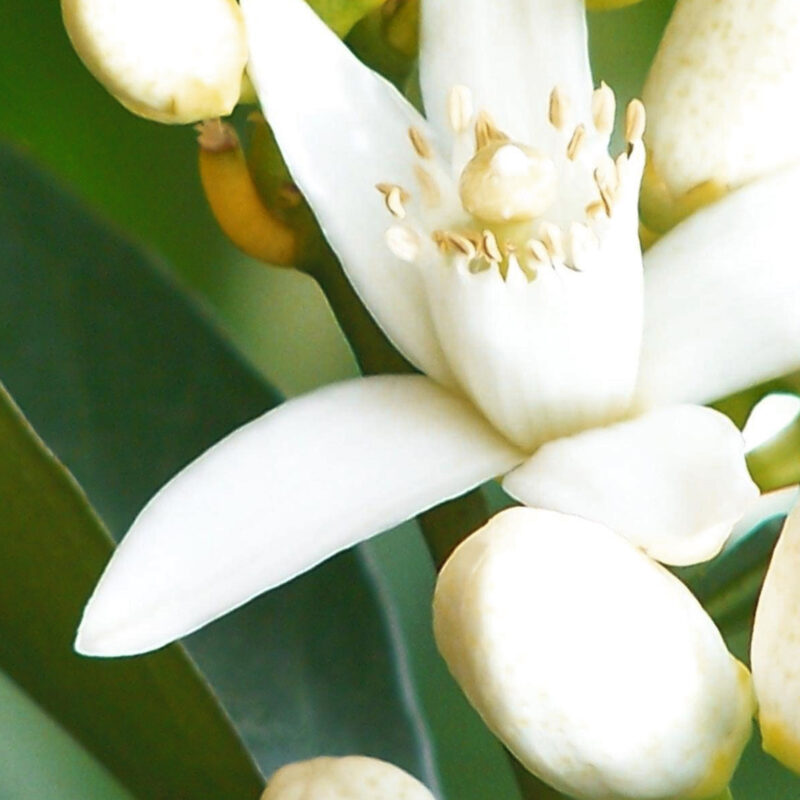 perfume that smells like orange blossoms