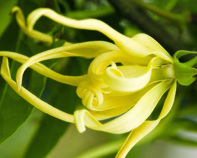 The 5 Most Fragrant Flowers In Perfumery Experimental Perfume Club